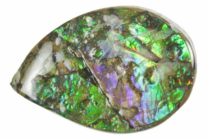 Flashy Ammolite (Fossil Ammonite Shell) - Purples & Greens #357535